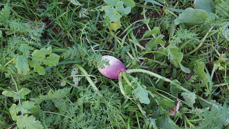 Deepdale Farm cover crop