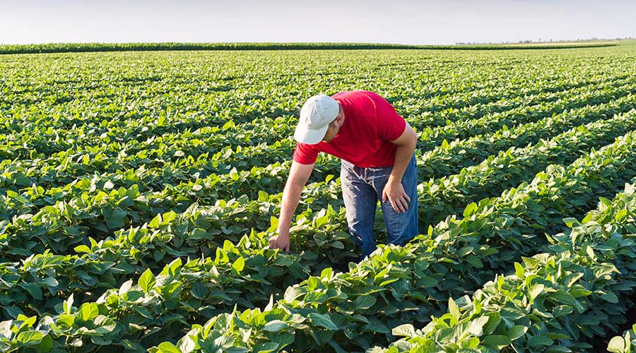 Farmer checking potato crop