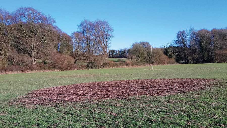 Bare brown patch in a field of barley