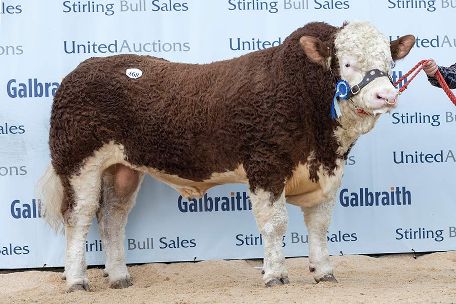Bull in a sale ring
