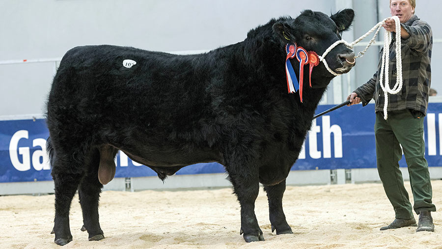 Bull in auction ring