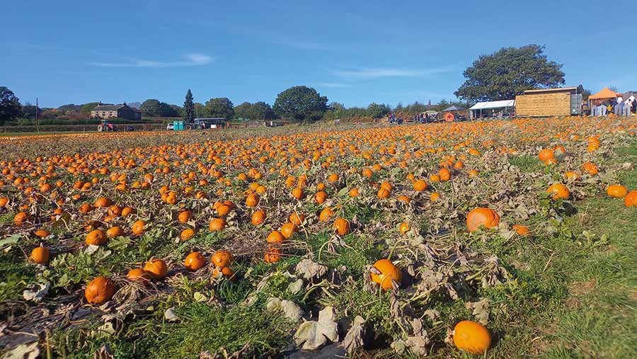 Pumpkins at Kemps Farm