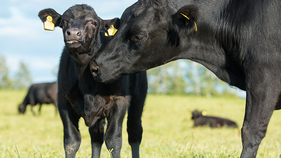 Tips on getting reluctant calves to suck a bottle - Farmers Weekly