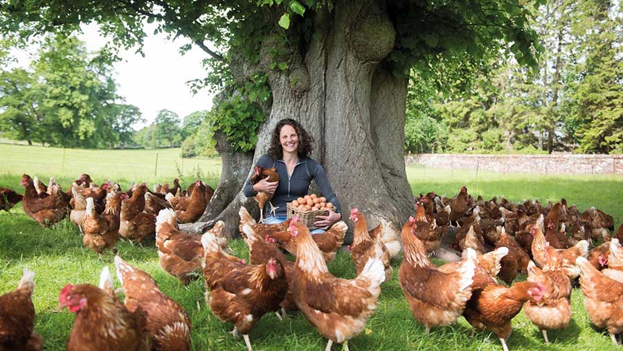 Alison and laying hens