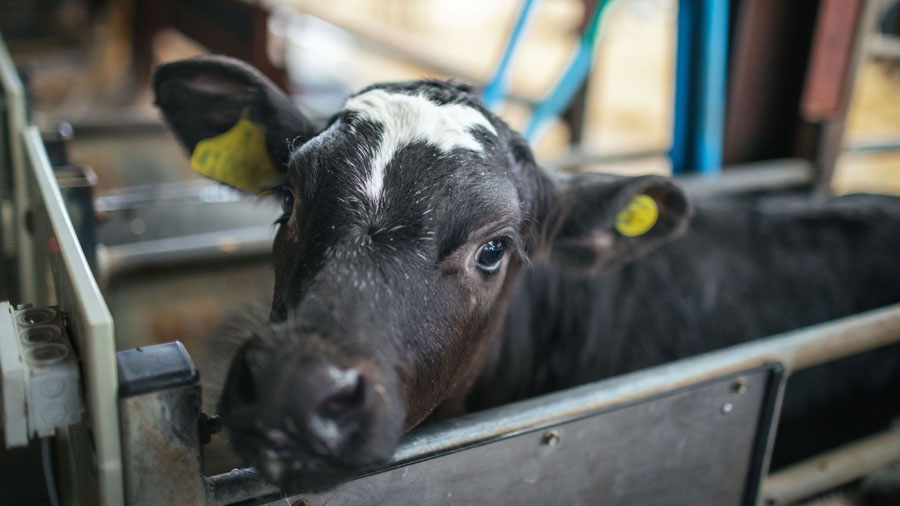 Introducing a gamechanging new integrated beef supply chain - Farmers ...