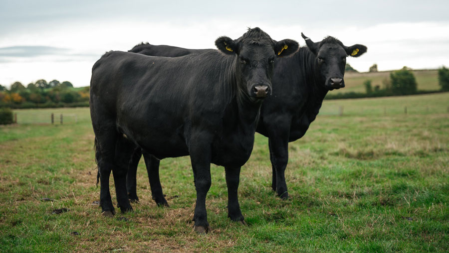 beef cattle