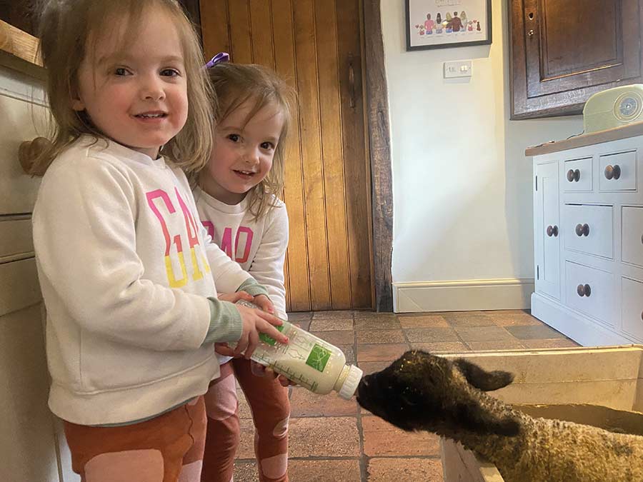 Twins feeding lamb
