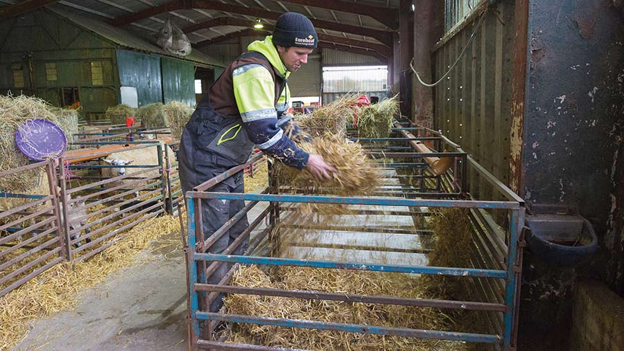 Farmer putting clean straw into lambing pen