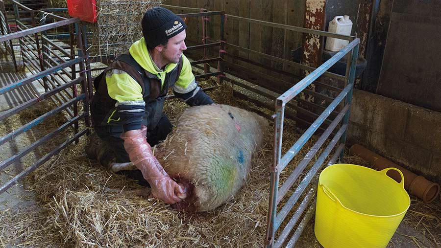 Farmer helping ewe with lambing as part of wet adoption process