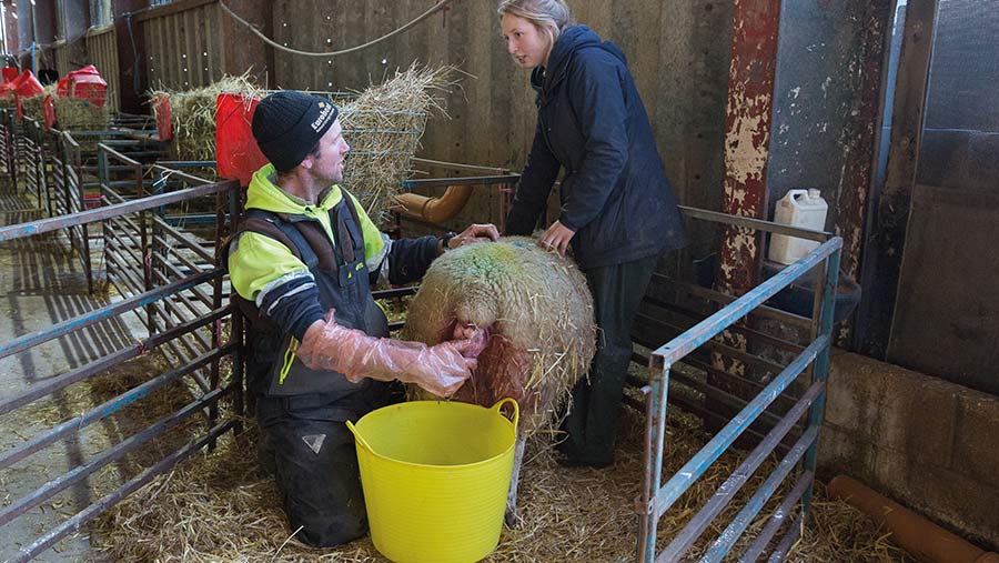 Farmers with ewe during lambing and wet adoption