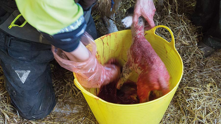 Covering lamb in birthing fluids