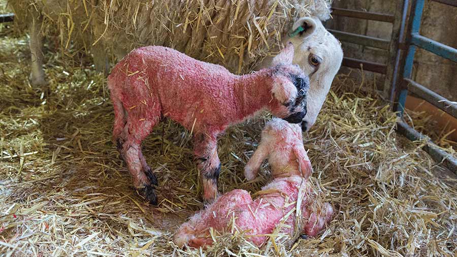 Introducing lambs to ewe during wet adoption