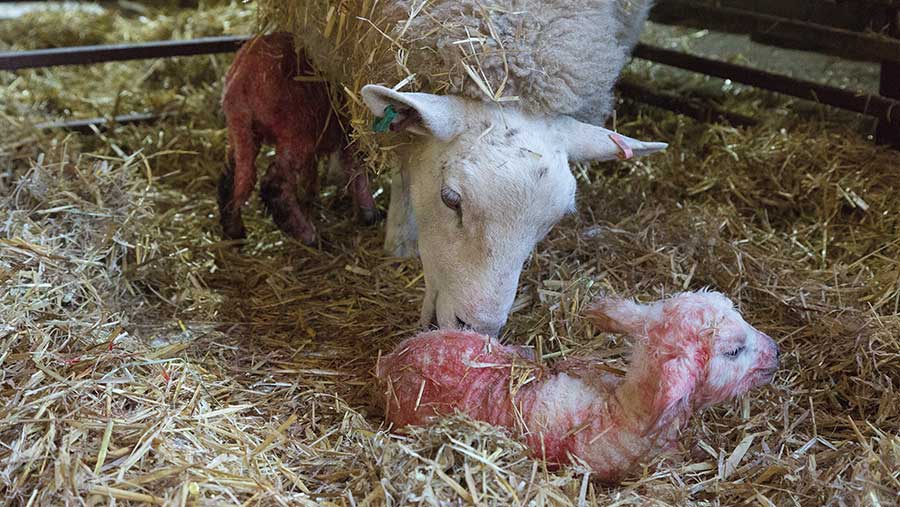 Ewe with lambs during wet adoption