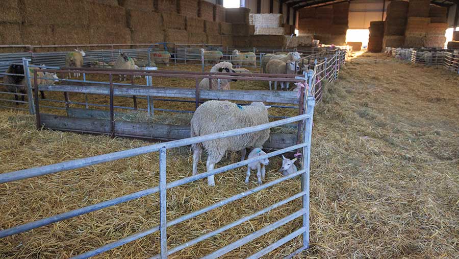 Ewe and lambs in pen