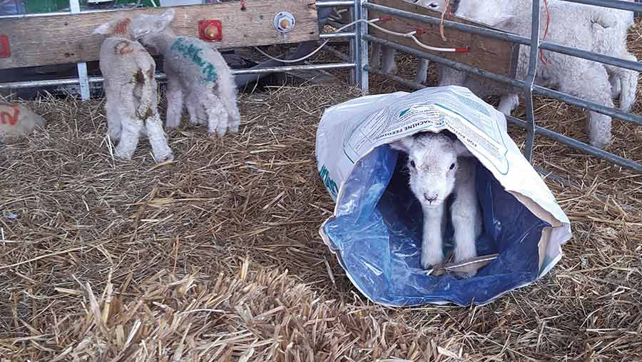 Lamb in sack