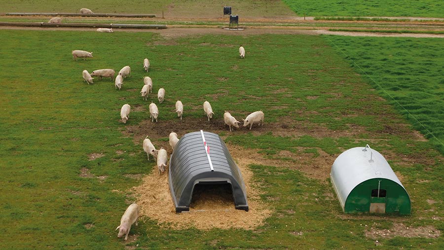Pigs with paddock