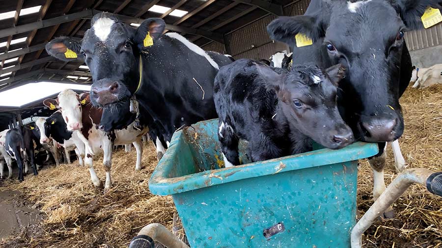 Dairy farmers frustrated by poor welfare shown in TV report - Farmers Weekly