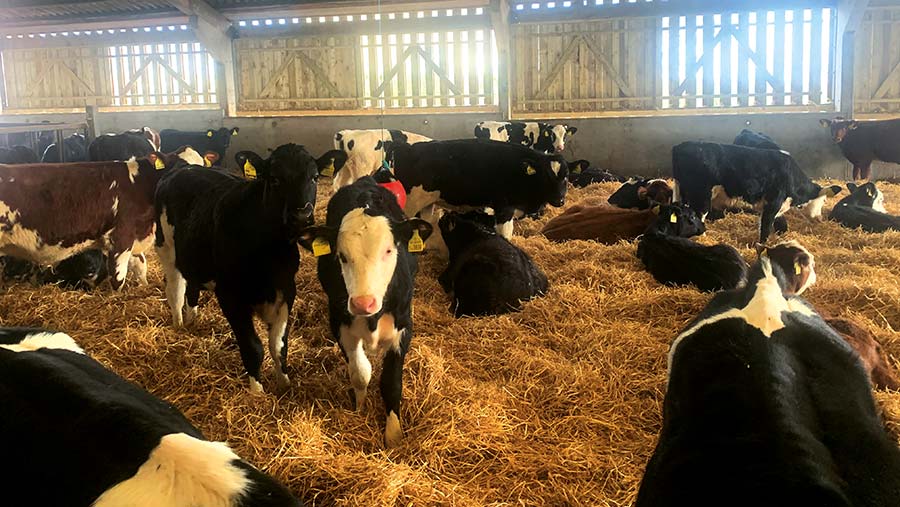 Perry Farm calf housing 