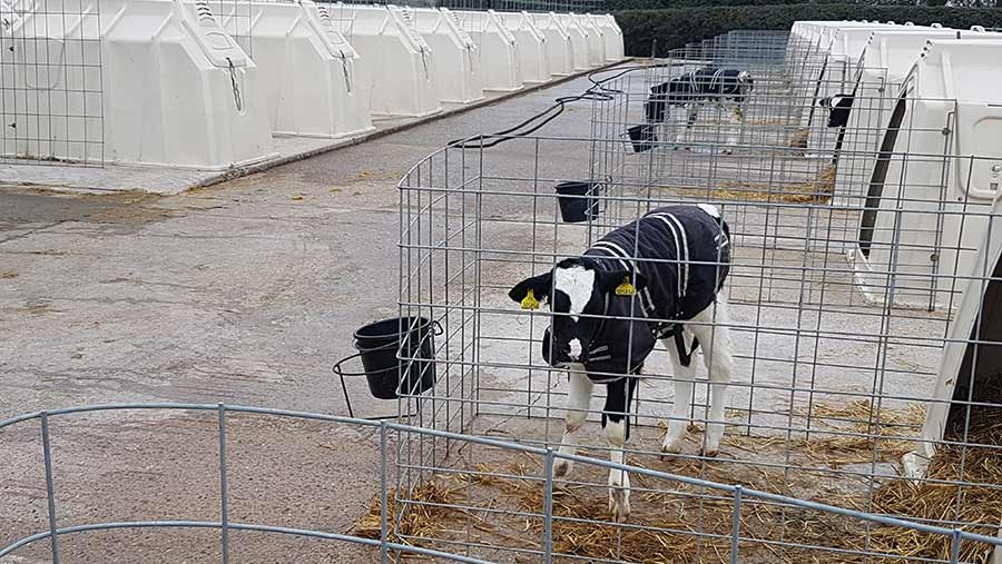 Rushey Field Farm calf housing