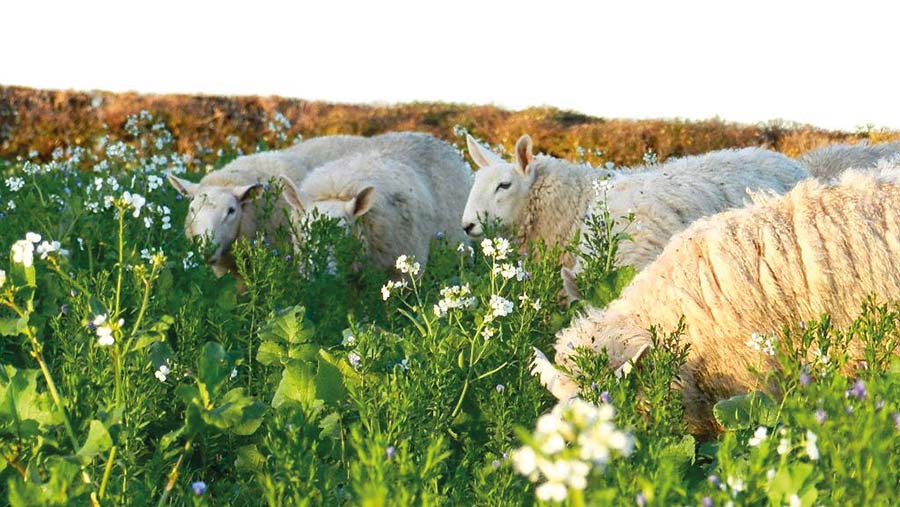 Sheep grazing cover crop