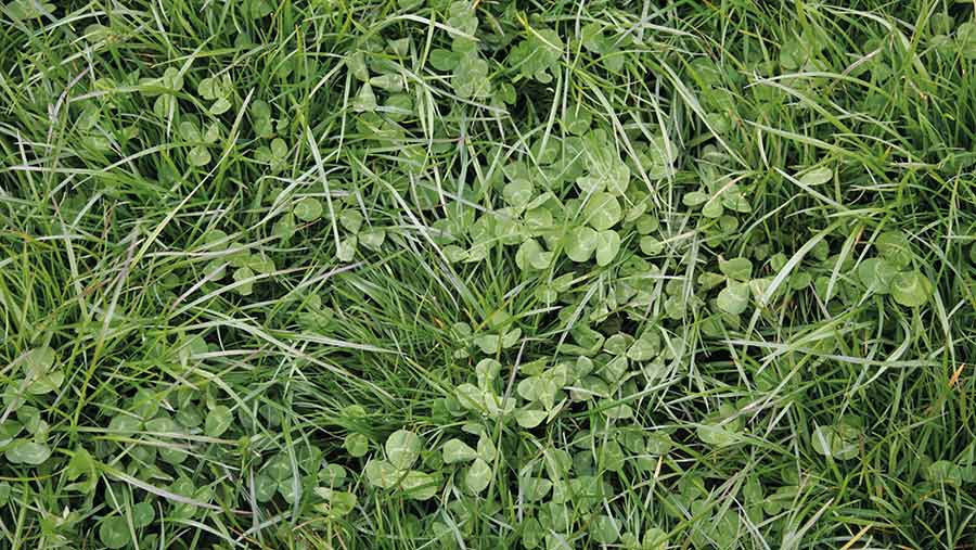 Clover crop