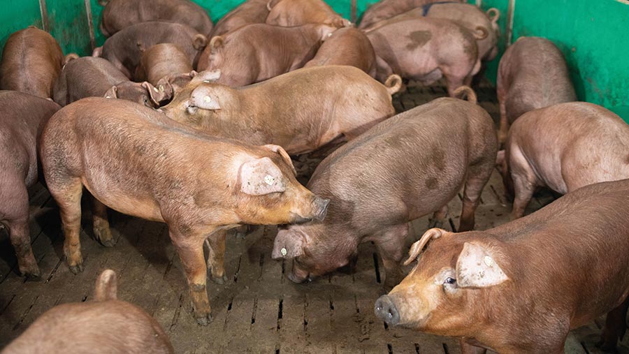 Causes of pig aggression and how to reduce it for better welfare - Farmers  Weekly