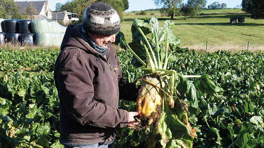Farmer holds a fodder beet root
