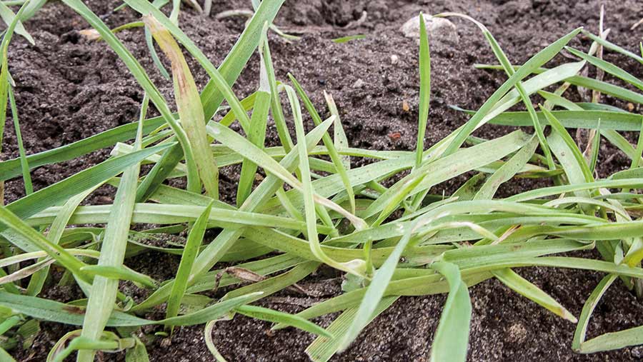 Barley showing signs of manganese deficiency