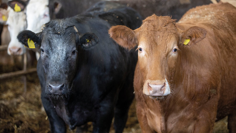 Beef cattle at Dalchomie Farm