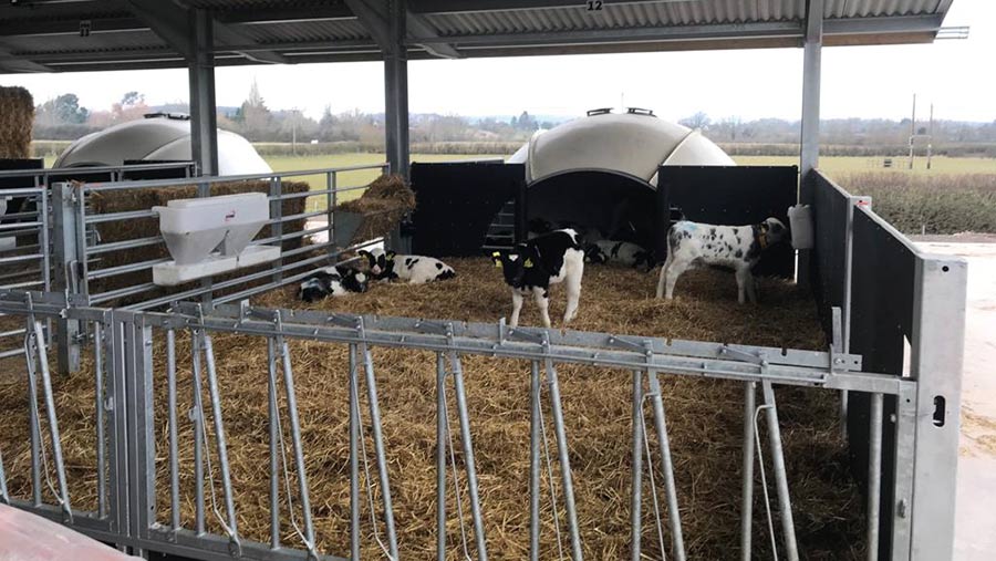 calf housing