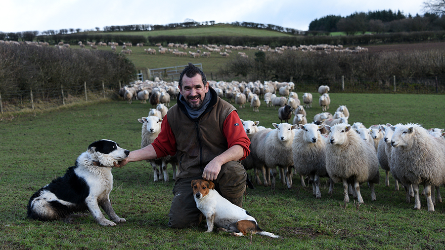 Garry Williams, Blaencennen, Gwynfe, Llangadog. Improved Welsh Mountain Sheep.