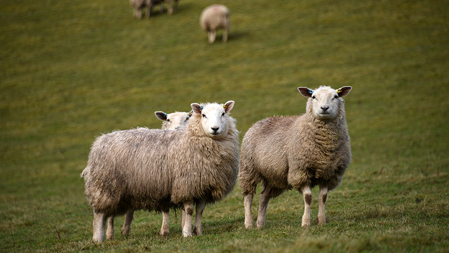 Garry Williams, Blaencennen, Gwynfe, Llangadog. Improved Welsh Mountain Sheep.