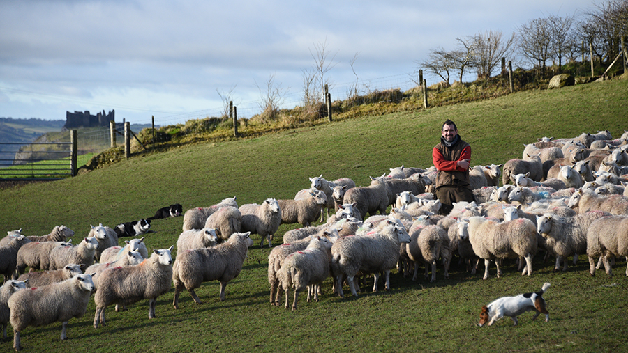 Garry Williams, Blaencennen, Gwynfe, Llangadog. Improved Welsh Mountain Sheep.