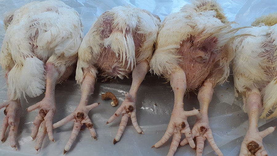 Broilers with pododermatitis on both feet © Poultry Health Services