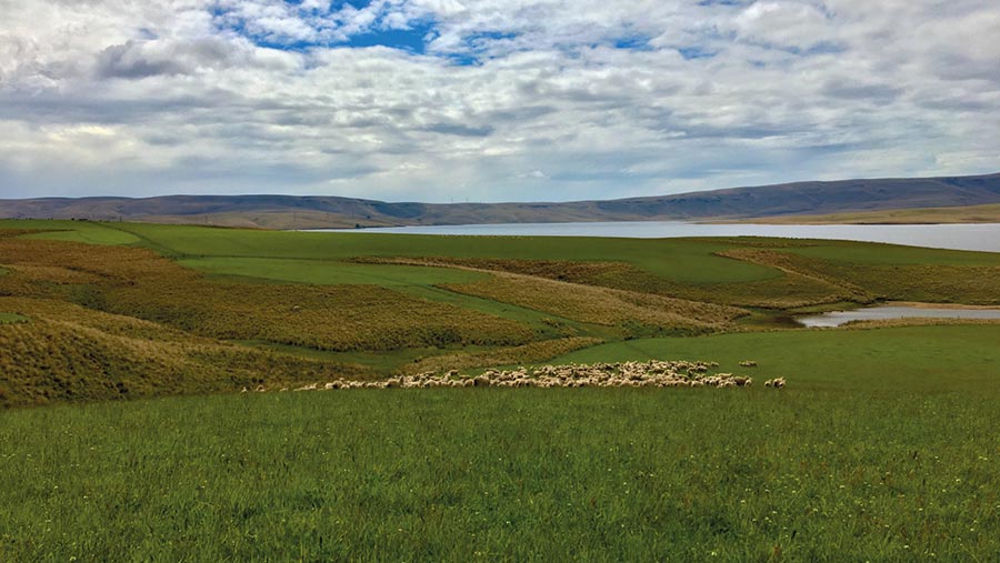 Sheep on New Zealand farmland