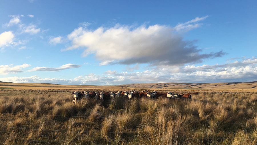 New Zealand farmland