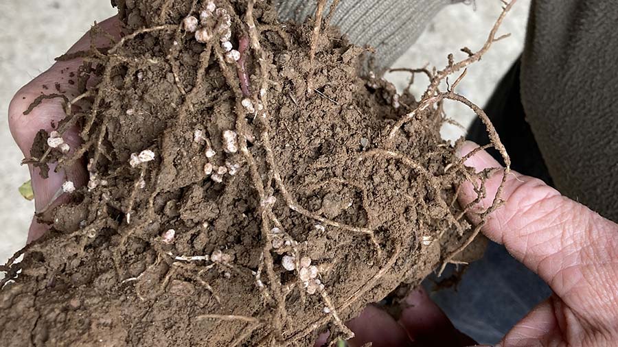 Nitrogen fixing nodules on the roots of pea and bean plants
