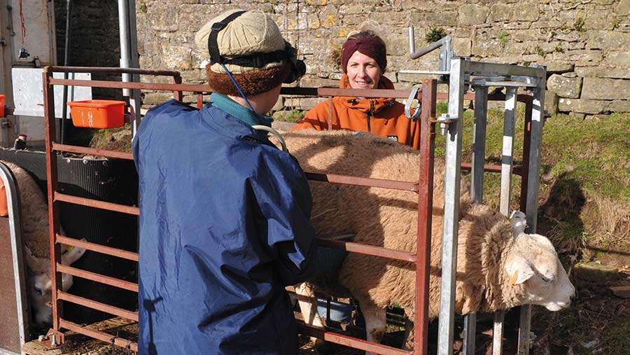 Vet Vicky Fisher lung scanning ewes for Bryony Gittins