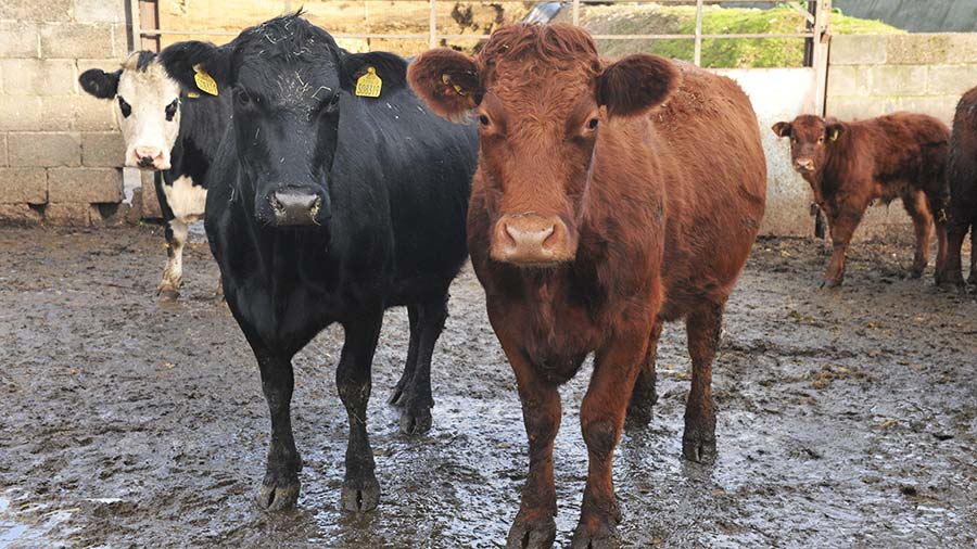 Pantyderi Farm cattle © Debbie James