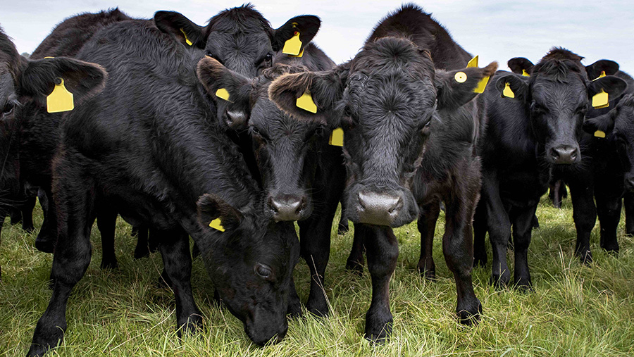 Cows with eartags