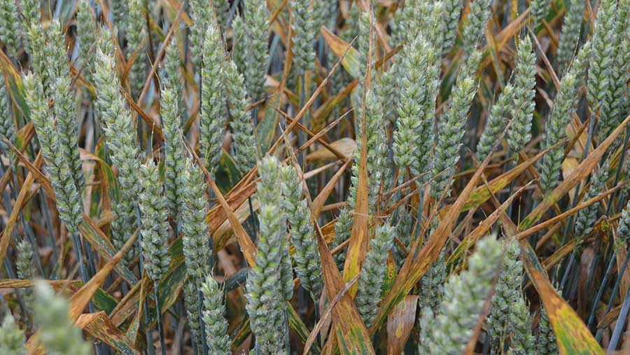 Septoria in wheat