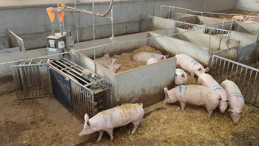 The sow house feed training area © Tim Scrivener