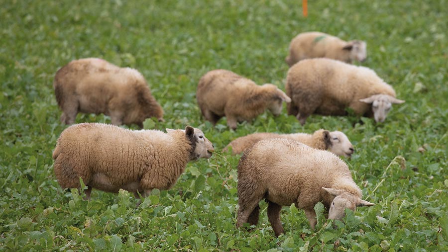 Slim store margins as heavy lambs get penalised Farmers Weekly