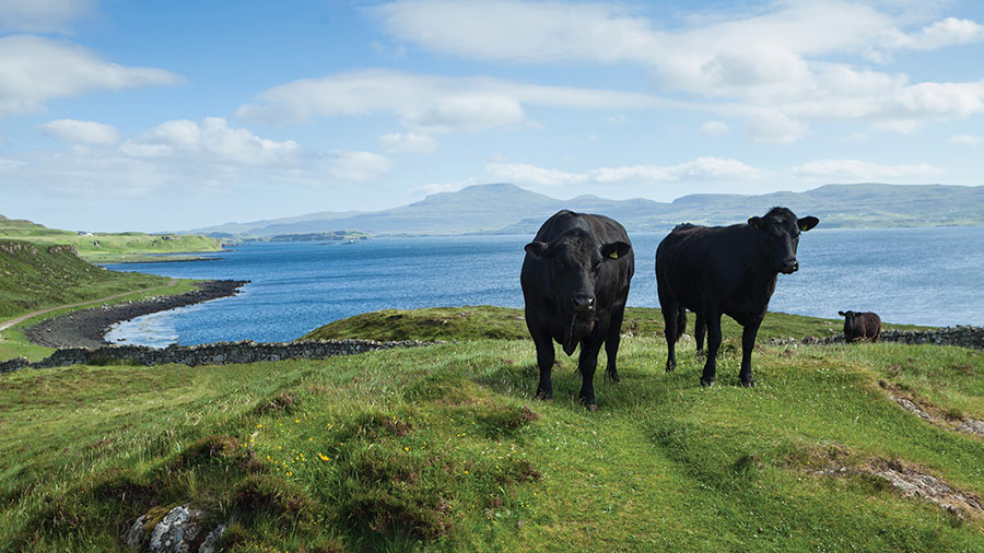 Aberdeen Angus