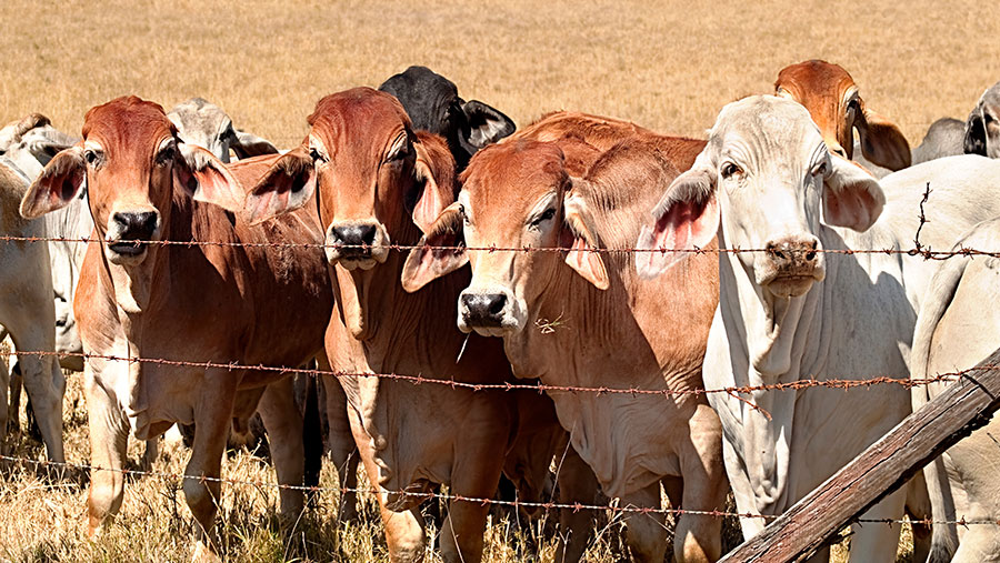 UK-Australia trade deal 'will carry high animal welfare cost' - Farmers  Weekly