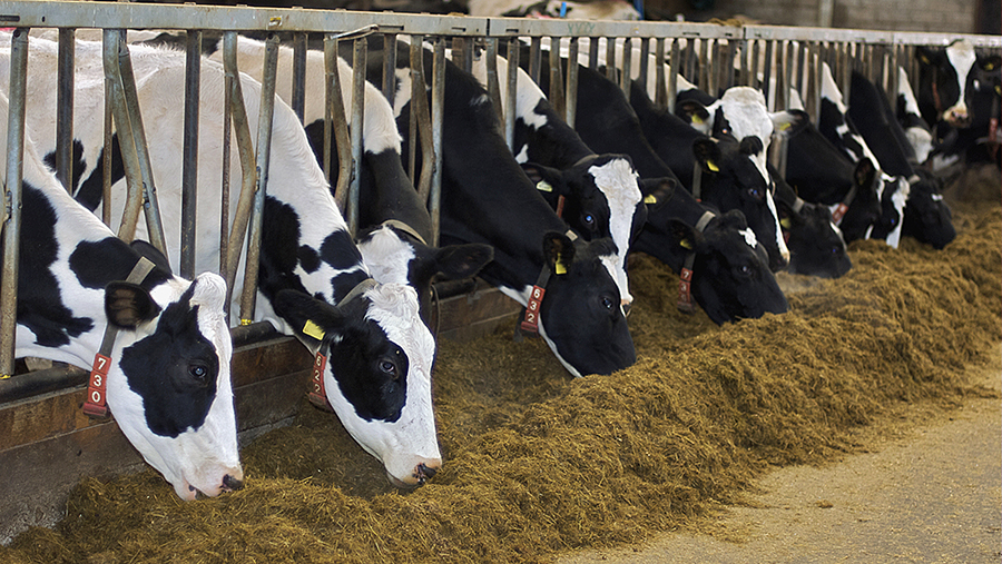 Cows feeding