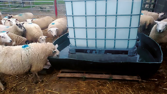 Sheep at water trough