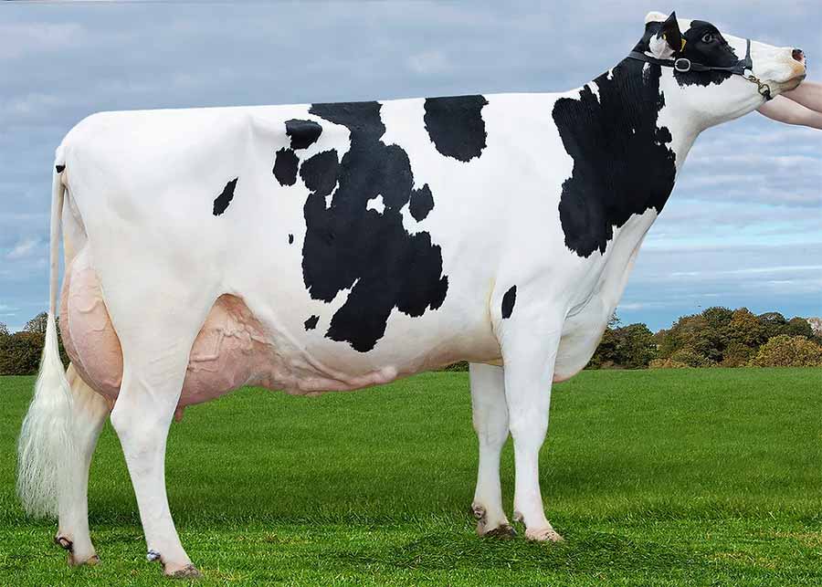 Side view of dairy cow