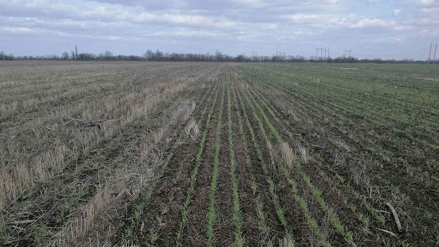 Direct-drilled winter barley