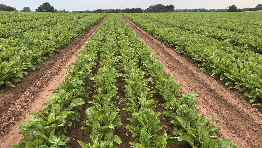 Rows of beetroot growing